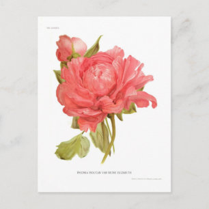 Paeonia moutan var Reine Elizabeth Briefkaart