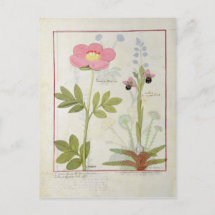Paeonia of Peony en Orchis myanthos Briefkaart