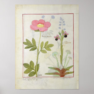 Paeonia of Peony en Orchis myanthos Poster