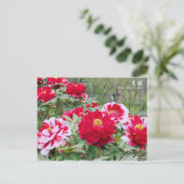 Paeonia "Shima-Nishiki" (Briefkaart) Briefkaart (Staand voorkant)