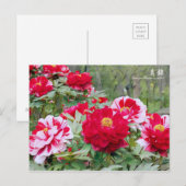 Paeonia "Shima-Nishiki" (Briefkaart) Briefkaart (Voorkant / Achterkant)