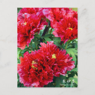 Paeonia "Zhushalei" (Briefkaart) Briefkaart