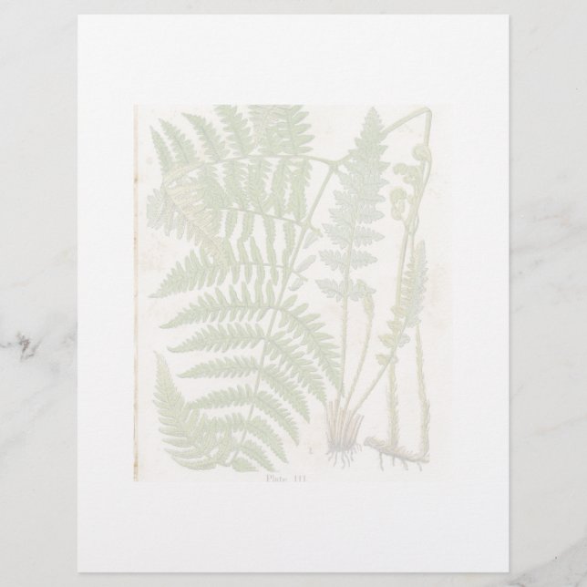 Page botanique vintage - Fern (Devant)
