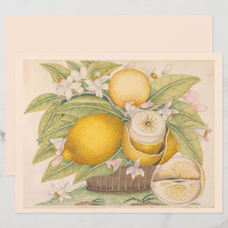 Page du catalogue de dessin de citrons vintages