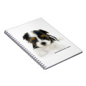 Pages du carnet 80 - chiot de Biewer Terrier (Côté Droit)