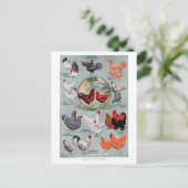  pagina Kippen Boek Briefkaart (Staand voorkant)