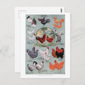  pagina Kippen Boek Briefkaart (Voorkant / Achterkant)