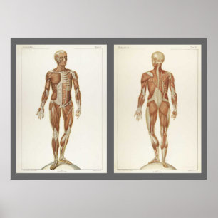 Pagina's uit een oude anatomieboek poster