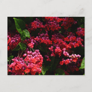 Pagode Bloemen Kleurrijk Rood en Roze Briefkaart