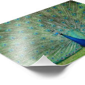 Paignton Peacock Foto Afdruk (Hoek)