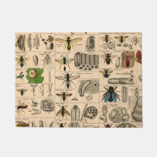 Paillasson Abeille Insecte Bug Wasp Histoire naturelle abeill