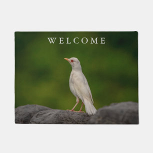 Paillasson Albino Robin dans Crown Point