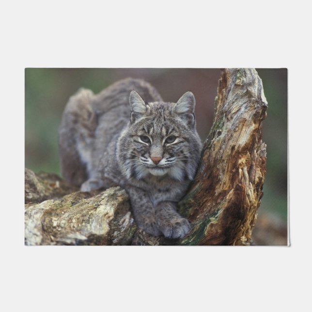 Paillasson Belle photo de Bobcat sauvage (Devant)