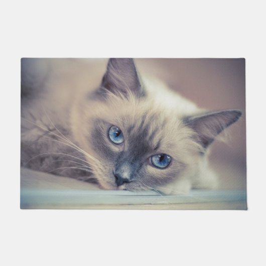 Paillasson Bleu Eyed Ragdoll Chat (Devant)