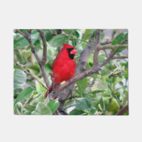 Cardinal dans un citronnier