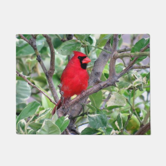Paillasson Cardinal dans un citronnier (Devant)