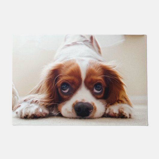 Paillasson Cavalier Charles Spaniel (Devant)
