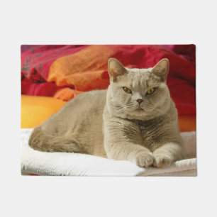 Paillasson Chat britannique lilas de shorthair