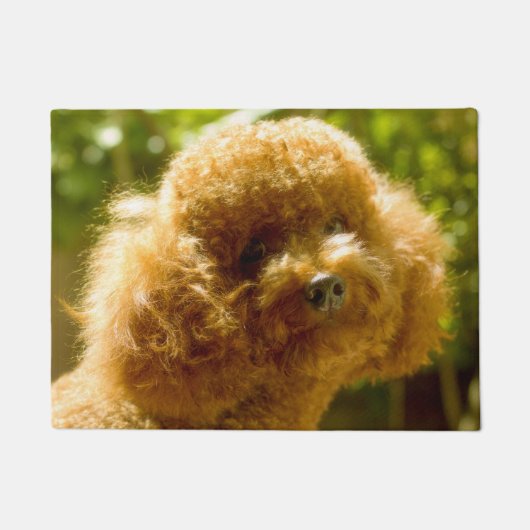 Paillasson Chien Caniche. (Devant)