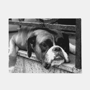 Paillasson Chien de boîte sur dmm de rebord de fenêtre