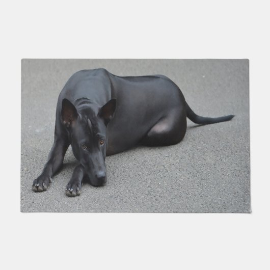 Paillasson Chien Thaï Ridgeback (Devant)