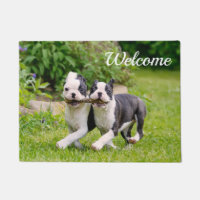 Chiots de Boston Terrier joyeux et amusants jouant