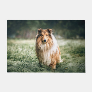 Paillasson Collie dans le Comté de Rough