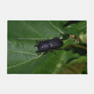 Paillasson Dorcus parallelipipedus, le moindre dendroctone du