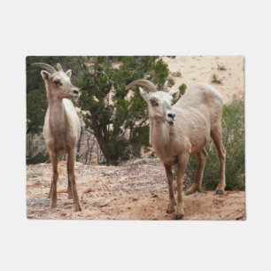 Paillasson Drôle Mouton de Bighorn dans le parc national Zion
