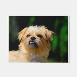 Paillasson Griffon Korthals