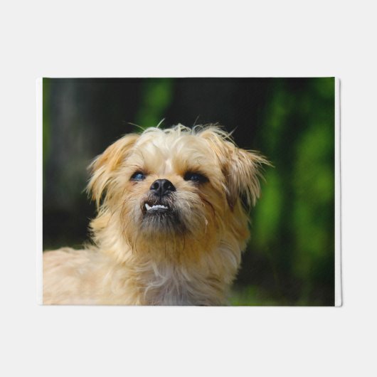 Paillasson Griffon Korthals (Devant)