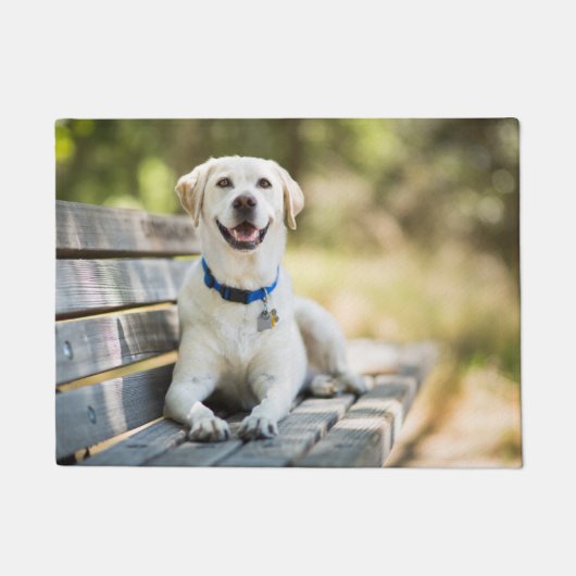Paillasson Le Labrador Jaune Est Sur Le Banc (Devant)
