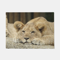 Lion 040