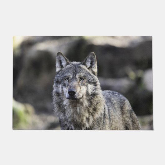 Paillasson Loup gris (Devant)
