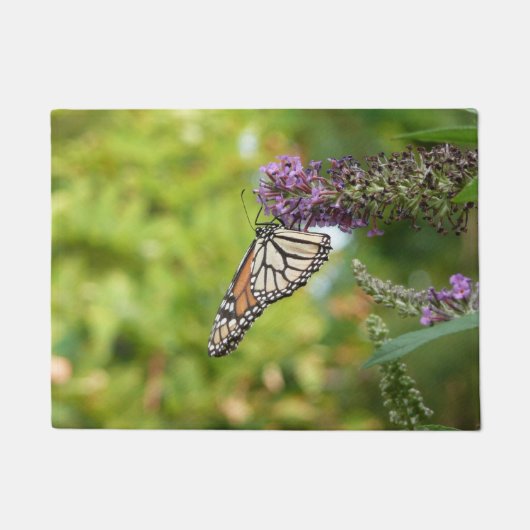 Paillasson Monarque sur Buddleia (Devant)