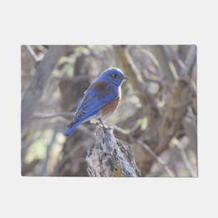 Paillasson Oiseau bleu occidental