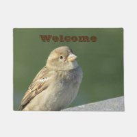 Oiseau Petit Bruant Maison Brown Accueil Photo