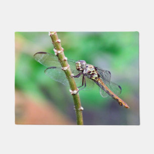 Paillasson Porte de dragonfly