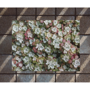 Paillasson Sedum Spathulifolium Succulents Floral