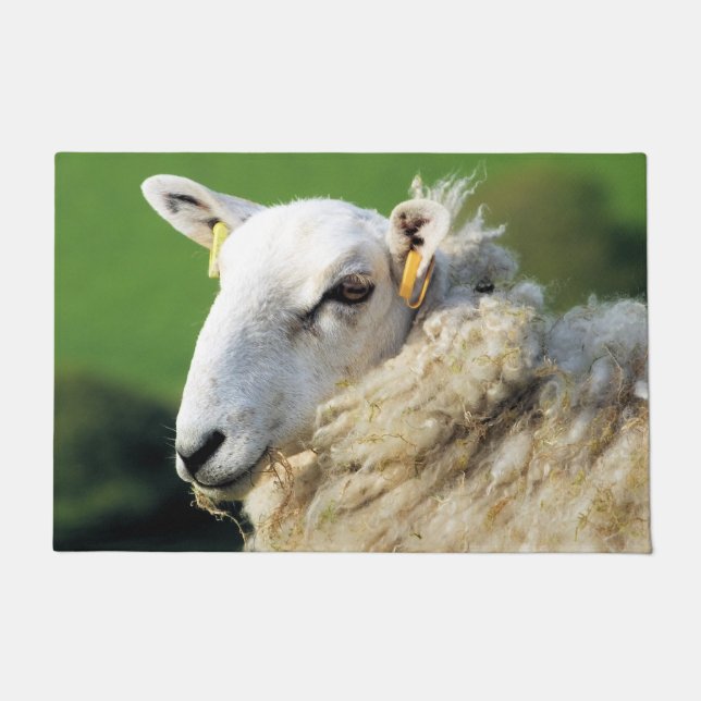 PAILLASSON SHEEP (Devant)