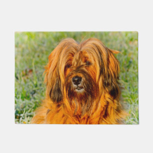 Paillasson Terrier tibétain