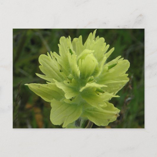 Paint Brush Blossom, Unalaska Island Briefkaart (Voorkant)