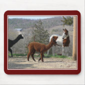 Paint Horse Alpaca Mousepad Muismat (Voorkant)