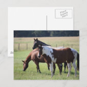 Paint Horse and Friends Briefkaart (Voorkant / Achterkant)