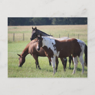 Paint Horse and Friends Briefkaart