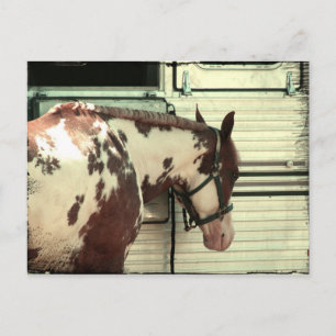 Paint Horse bij aanhangwagen Briefkaart