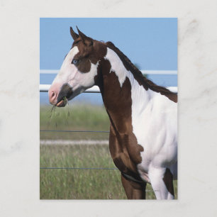 Paint Horse Briefkaart
