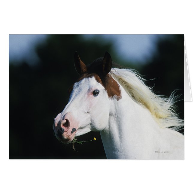 Paint Horse Headshot 3 (Voorkant Horizontaal)