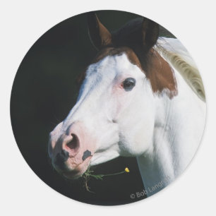 Paint Horse Headshot 3 Ronde Sticker