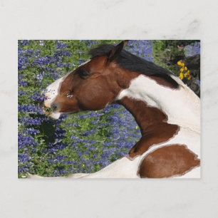 Paint Horse in Field of Wildflowers Briefkaart
